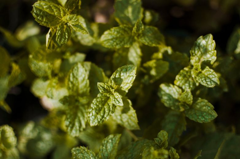 ������������ ������������: ����, �������� � ���� ������� � ������������