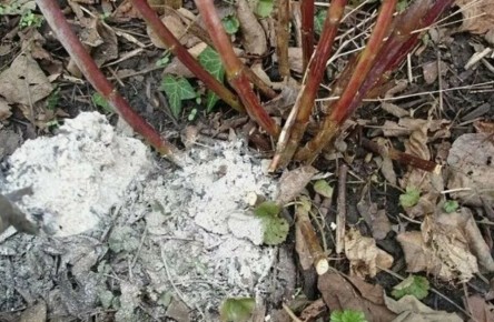 Как осенние удобрения могут изменить вашу смородину