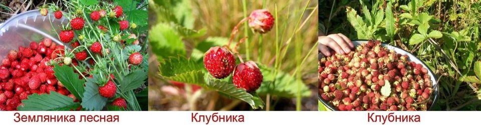 ��������� � ��������: ������������ ��������, ������� �� �� �����