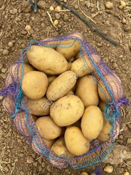 ��������� ������������: ������ ������ � ����������� ����������������