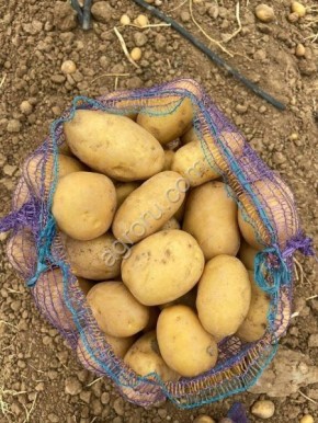 ��������� Primabell: ������ ������ � ���������� ������ � ������������ ���������