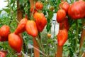 Томаты Древнее сердце Акви Терме: Как вырастить идеальные плоды в 2026 году