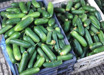 Как правильно подкармливать огурцы в июле: советы для щедрого урожая