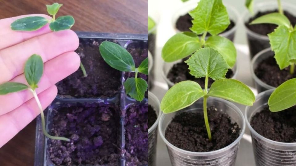 ��� �������� ����������� ������� �������: ������� �������� ��������