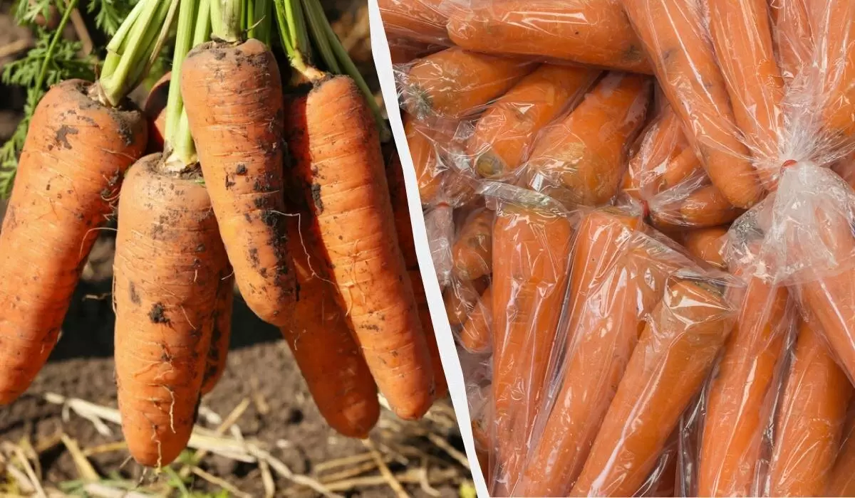 Секреты хранения моркови: как сохранить свежесть до весны