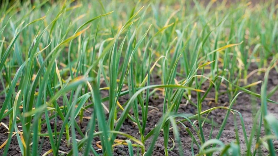 ������ ������� ������: ����������� � ������� �������� � ��������