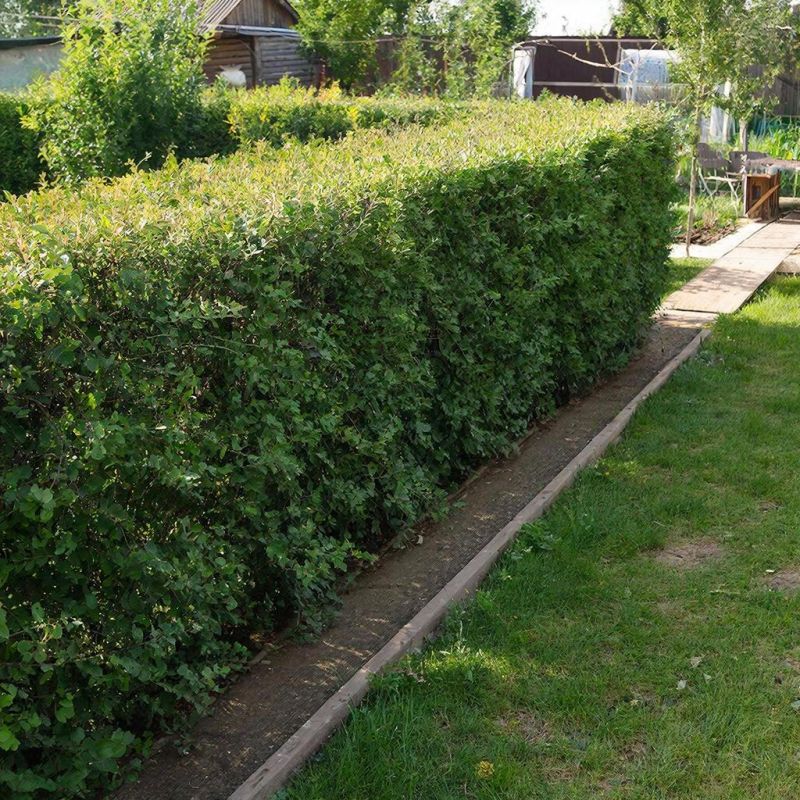 ��� ������� ��������� ����� ��������: ������� � ���� � ������