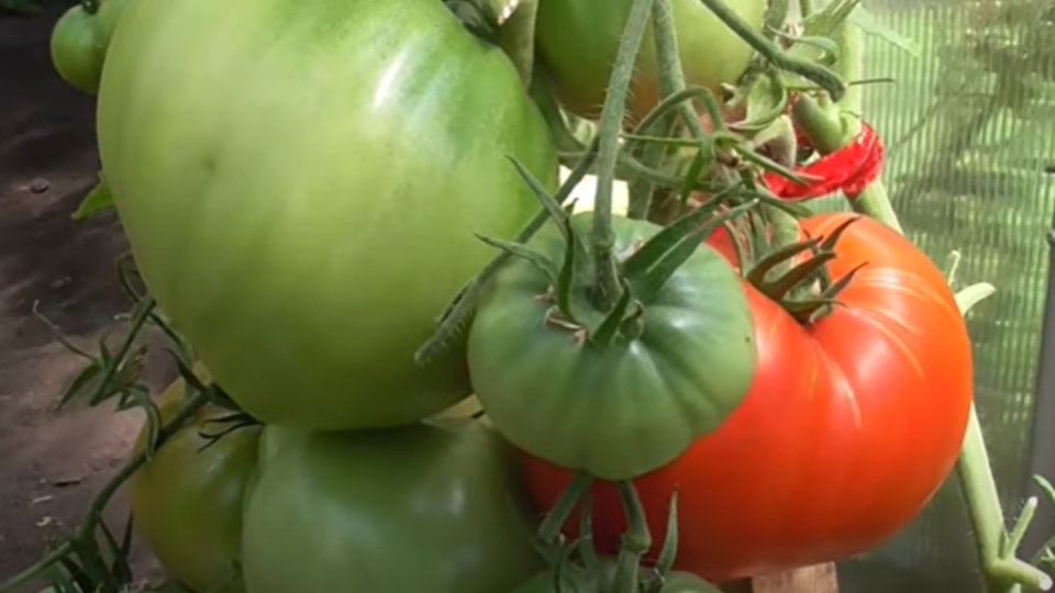 ��� ��������� ��������� ������: �� ������ ������ �� ����� ������