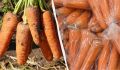 Секреты хранения моркови: как сохранить свежесть до весны