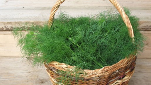 Выращивание зелени дома: как сэкономить и наслаждаться свежестью