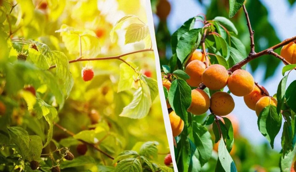 ������� ������� ��������: ���������� �� �������� � ����!