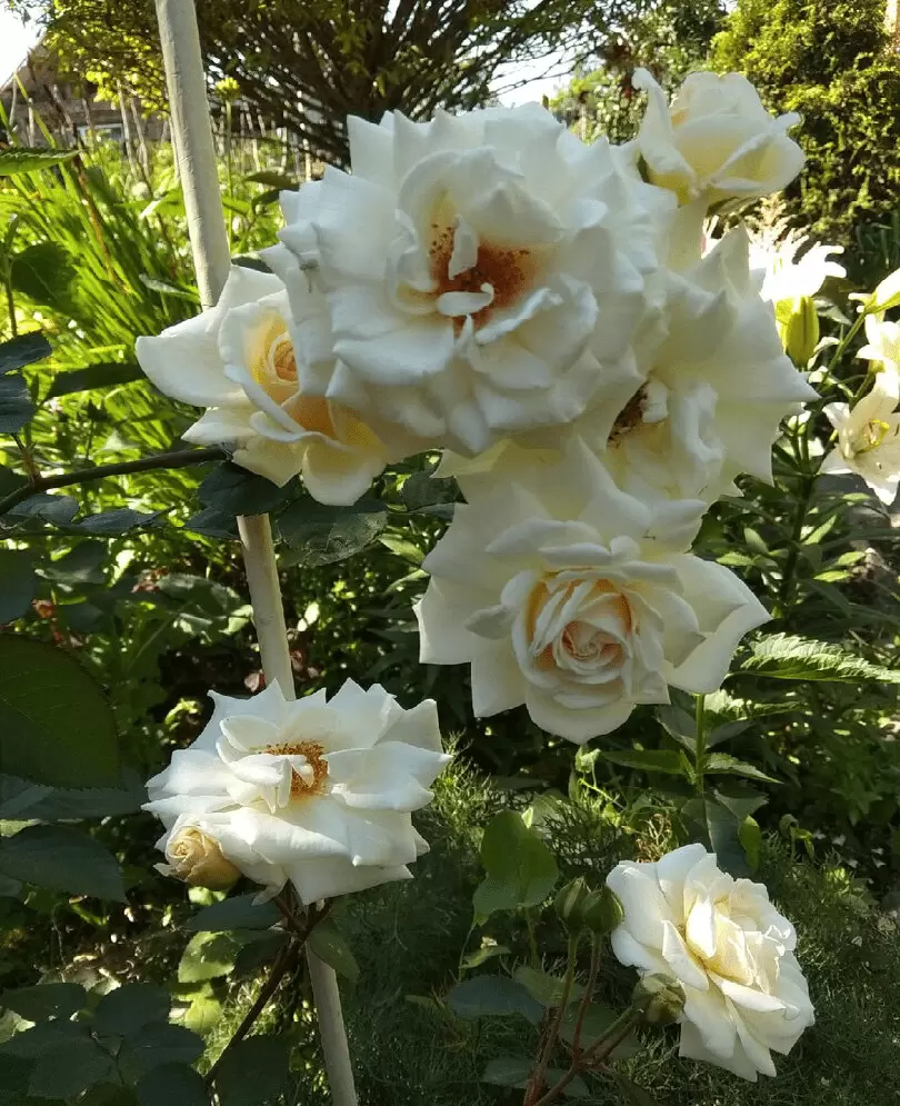 Садовая мечта: создание идеального природного пространства