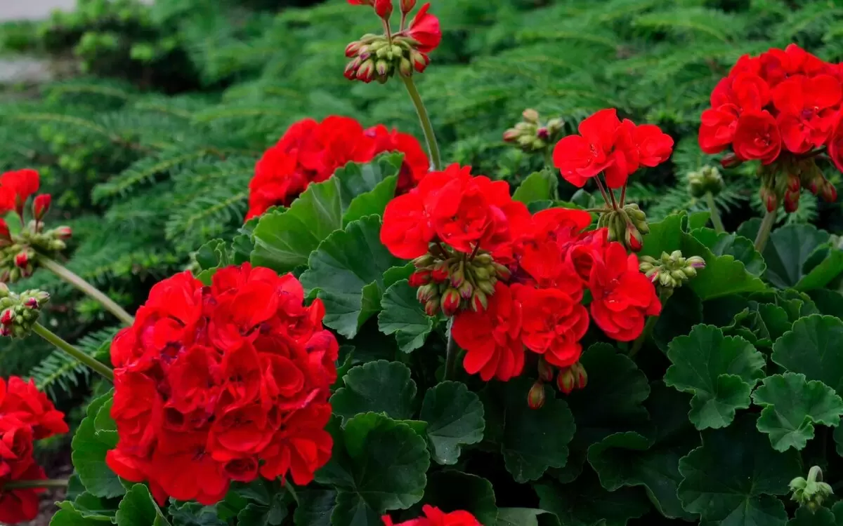 Как правильно обрезать герань после цветения: секреты ухода за любимым растением