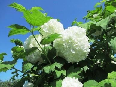 ������� ����� �� ������� ���������: ��������� � ������ �� ����������