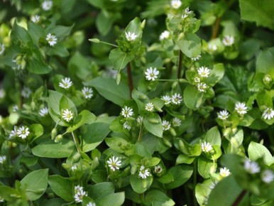 ��� ���������� � ������������ �������� �� ����� �������: ������� � ����������� ������