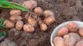 Как вырастить картофель без химии: секреты натурального подхода