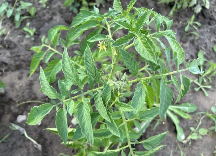 ����� ������: ��������� ����� ��� �������� � 2025 ����