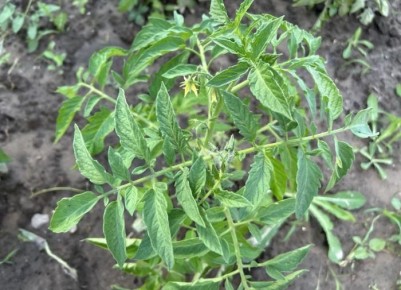 ����� ������: ��������� ����� ��� �������� � 2025 ����