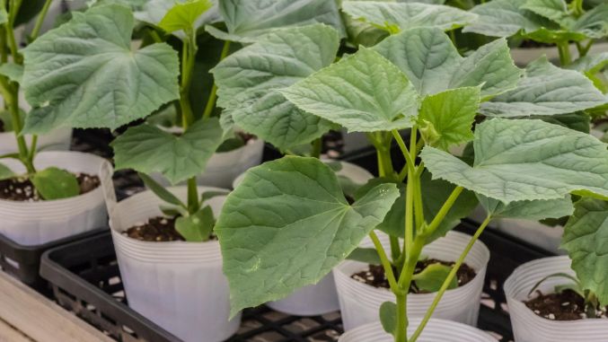 ��� �������� ����������� ����� ����������� ���� ������� �������