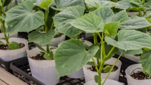 ��� �������� ����������� ����� ����������� ���� ������� �������