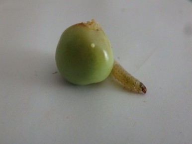 ��������� ������� �������: ��� �������� ������ ������