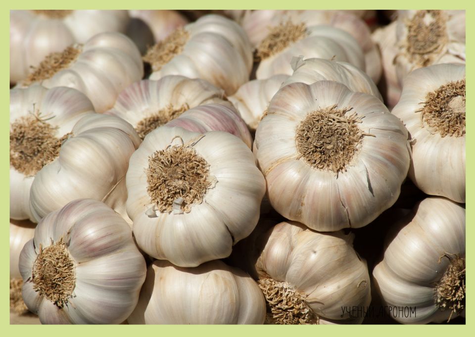 ��� ��������� �������� �������: ������� ����������� ��������