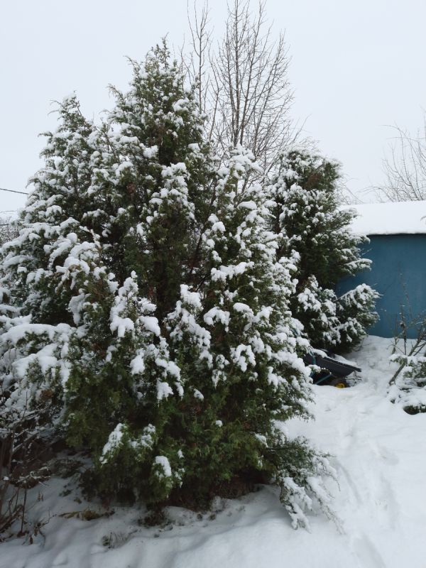 ����� ����������� ������ �������: ������ ��� ���������