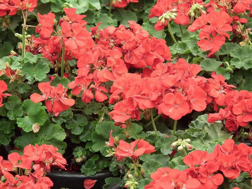 ��� ���������� � ������: ������� ��������� ��� ������� ��������