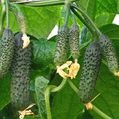 ������ �������: ��������� ������ ��� ������ � ����������� ����������