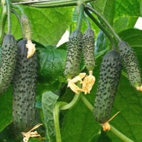 ������ �������: ��������� ������ ��� ������ � ����������� ����������