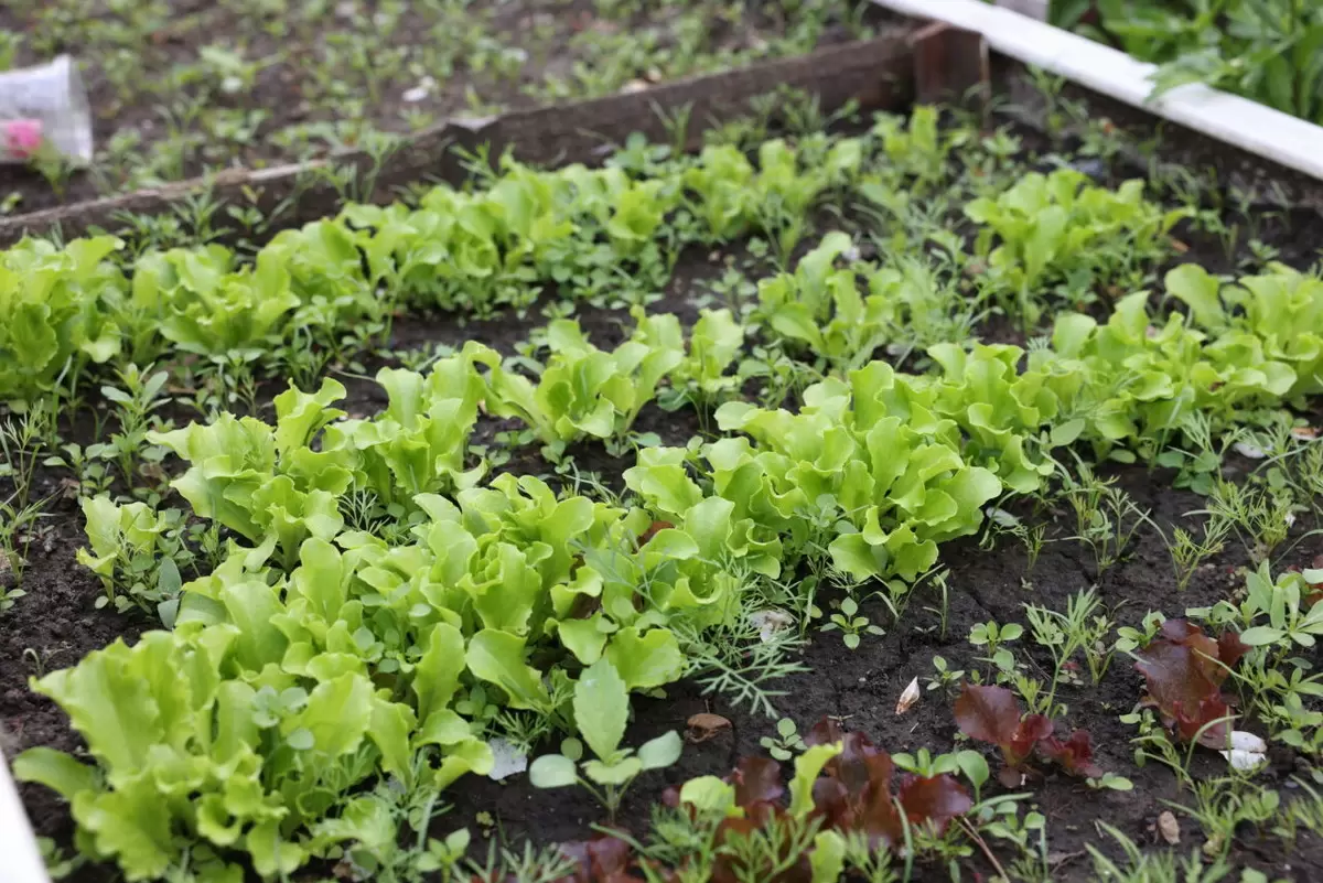 Как правильно очищать свежие продукты: секреты безопасного потребления