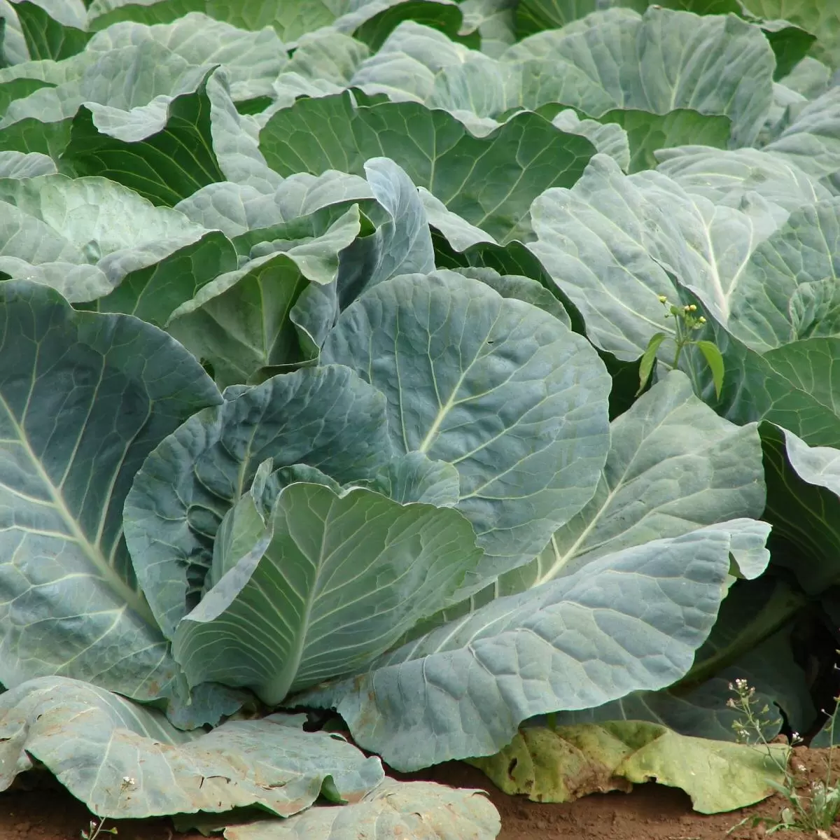 Эффективные органические методы борьбы с капустной блошкой