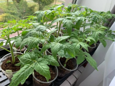 ����������� ��������� ������� � �������� ������: ������� ������