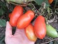 Томат Гаспачо: идеальный выбор для ваших грядок