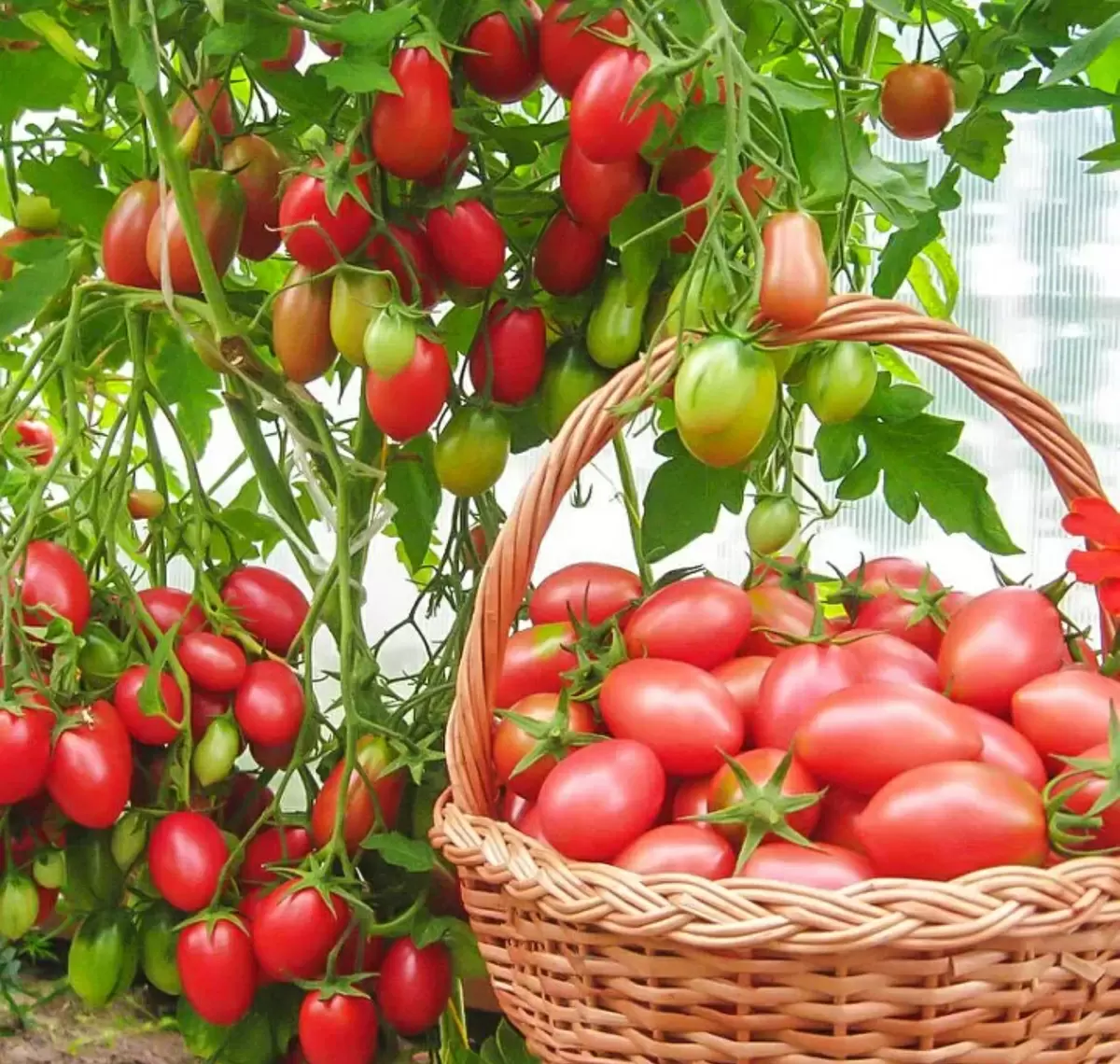 Клеверховская сказка: томат, от которого не хочется отказываться