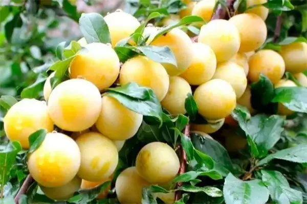 Слива 'Белоснежка': восхитительное сочетание морозостойкости и вкуса