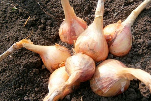 ��� ������: ������� ��������� ����������� �� ����