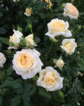 �������� ������� ������� ���: �� �����-��������� �� ���������