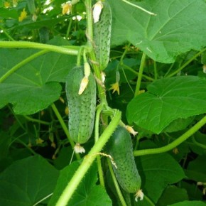 ������ ������: ��������� ������� ��� ������ �������