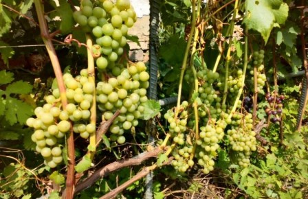 Как сохранить здоровье почвы: секреты ухаживания за участком