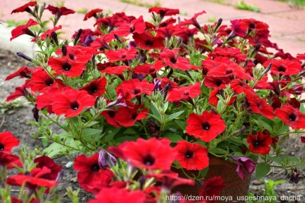 ��� ��������� ������� ��������������: ������� ��������� �����������