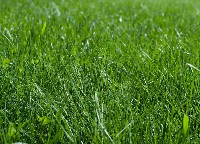 Новыевозможности для вашего участка: альтернативы газону без лишнего ухода