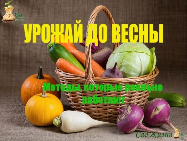 Неочевидные секреты зимнего хранения овощей