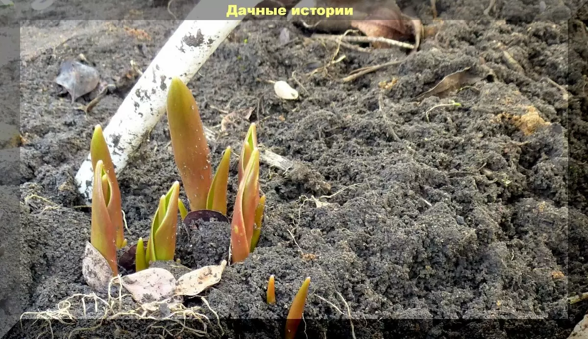 Как достичь великолепного цветения тюльпанов: советы для мартовского ухода