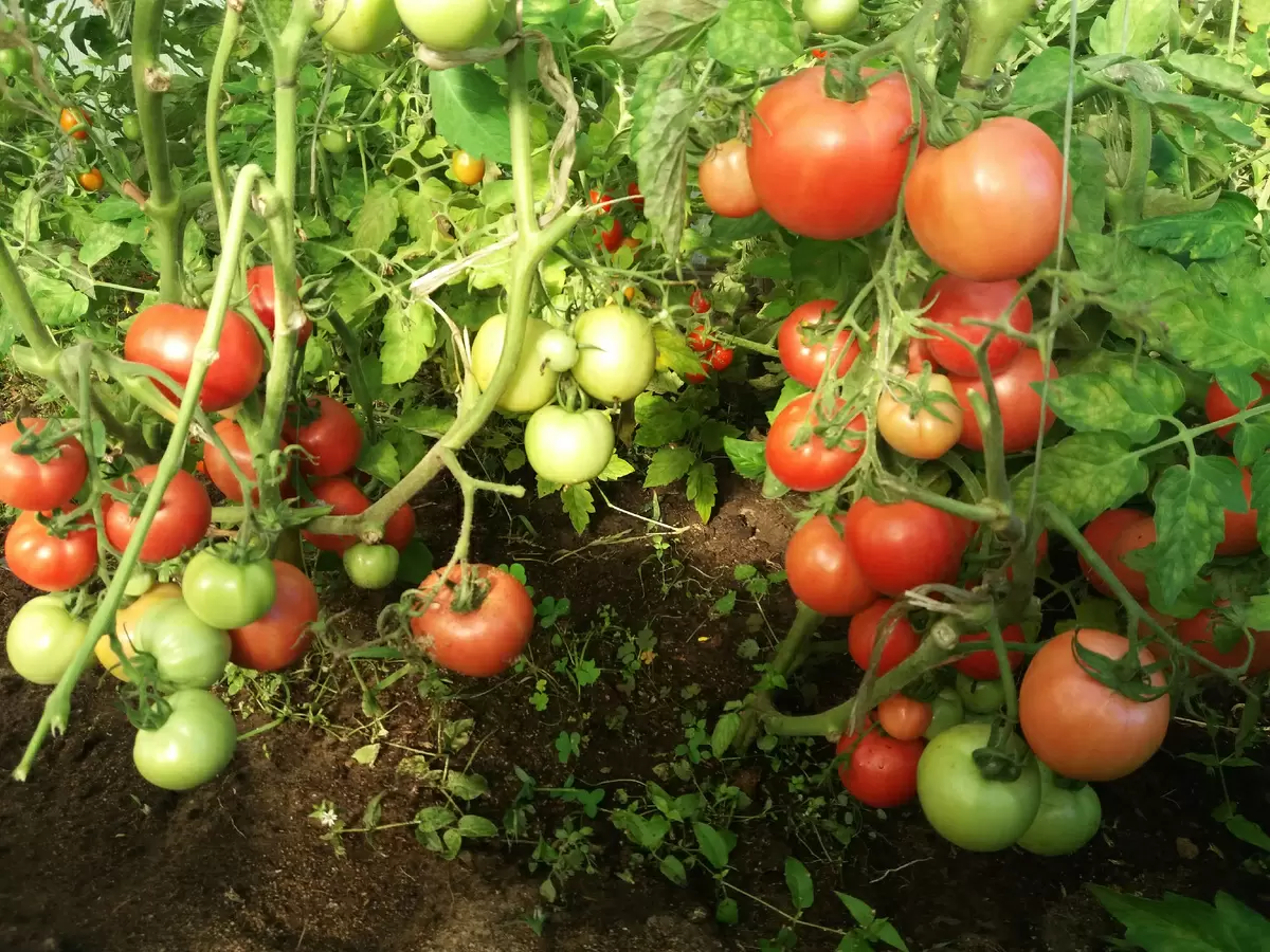 Как получить обильный урожай томатов: секреты опытных садоводов