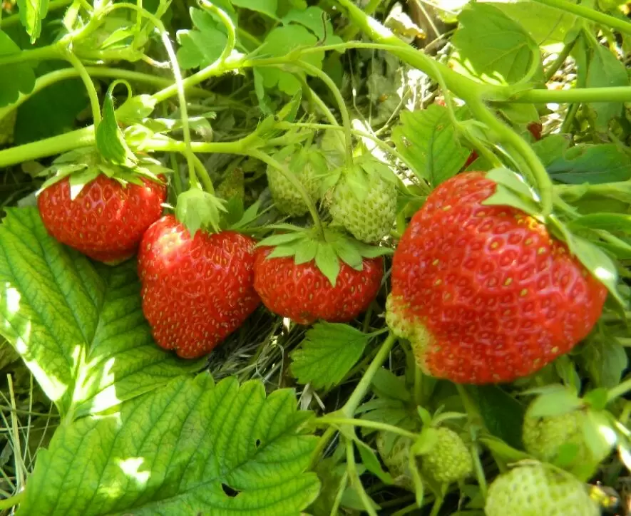 Размножение садовой клубники усами: практическое руководство