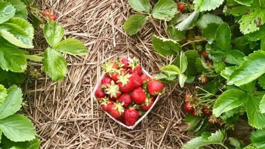 ��� ��������� ������������ ��������: ������ ���������