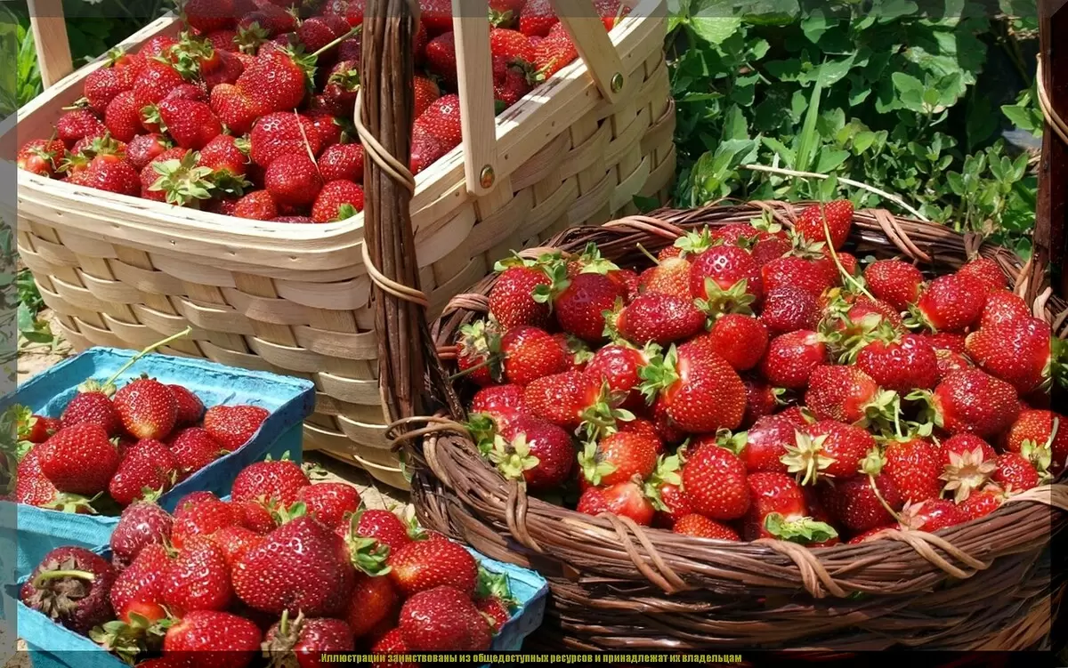 Как вырастить сладкую клубнику из семян: секреты успешного посева и ухода