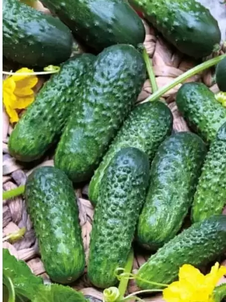 Огурец Дружина: ранний гибрид, который радует урожаем и вкусом