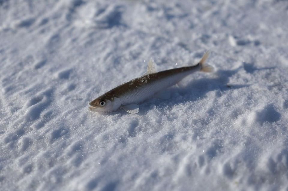 ��������� ������ ������ ������ ������� ������